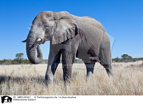 Afrikanischer Elefant / MBS-06401