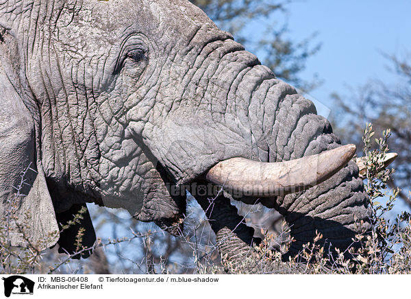 Afrikanischer Elefant / MBS-06408