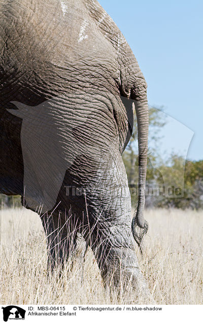 Afrikanischer Elefant / African elephant / MBS-06415