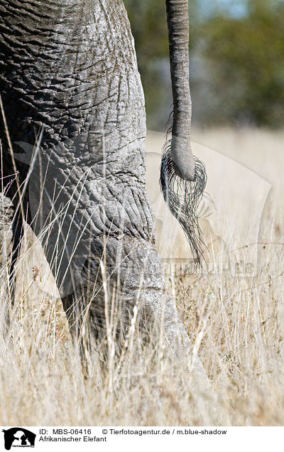 Afrikanischer Elefant / MBS-06416