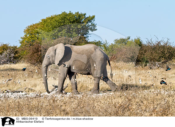 Afrikanischer Elefant / MBS-06419