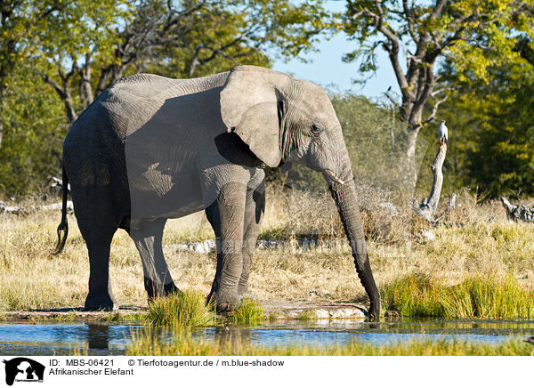 Afrikanischer Elefant / African elephant / MBS-06421