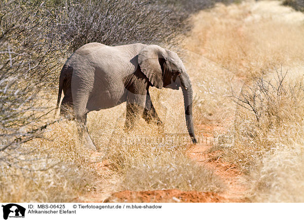 Afrikanischer Elefant / MBS-06425