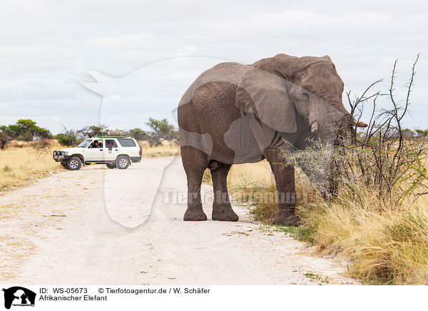 Afrikanischer Elefant / African elephant / WS-05673
