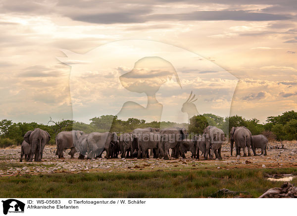 Afrikanische Elefanten / African elephants / WS-05683