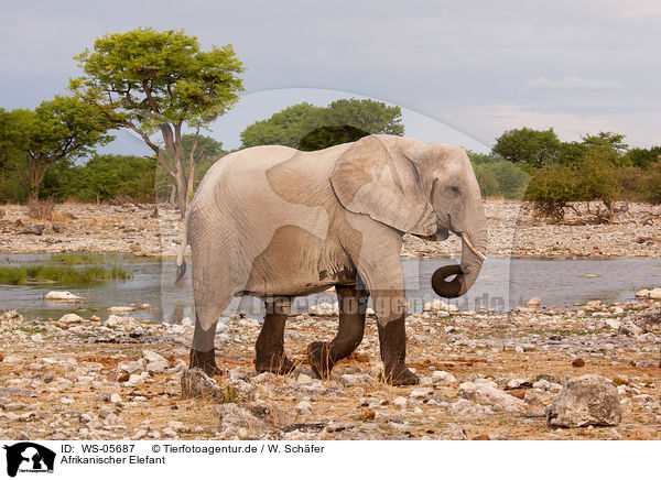 Afrikanischer Elefant / African elephant / WS-05687