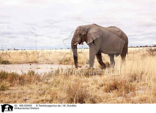 Afrikanischer Elefant / WS-05695