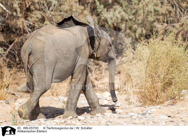 Afrikanischer Elefant / WS-05700