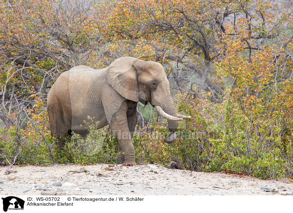 Afrikanischer Elefant / African elephant / WS-05702