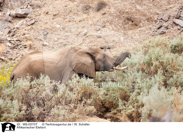 Afrikanischer Elefant / African elephant / WS-05707