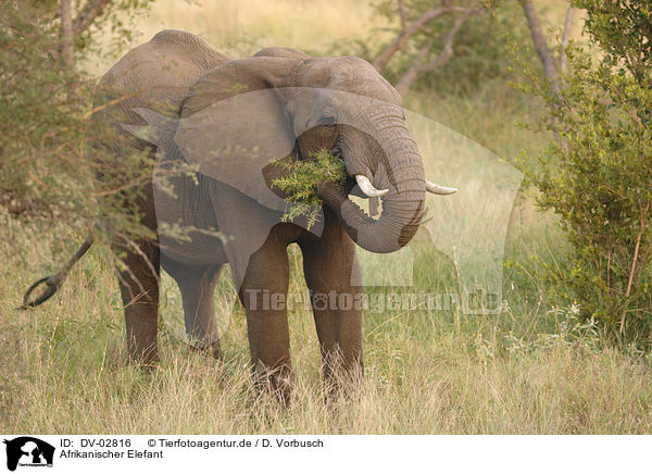 Afrikanischer Elefant / DV-02816