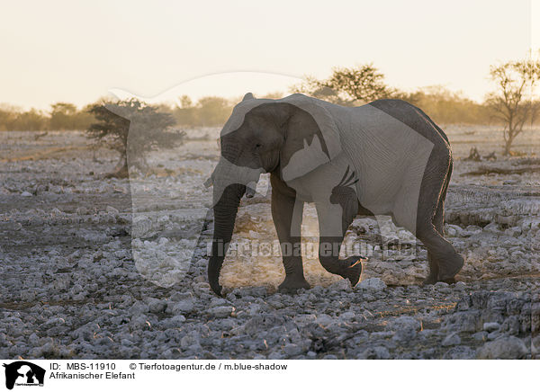 Afrikanischer Elefant / MBS-11910