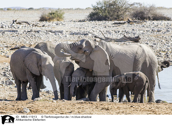Afrikanische Elefanten / MBS-11913