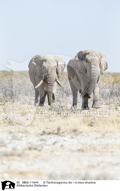 Afrikanische Elefanten / MBS-11944