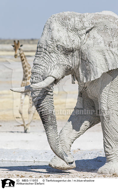 Afrikanischer Elefant / African elephant / MBS-11955