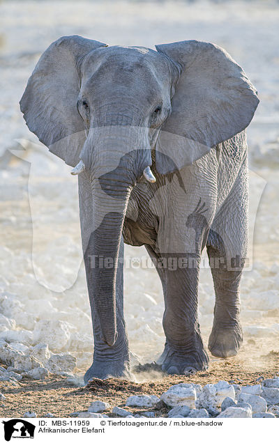 Afrikanischer Elefant / MBS-11959