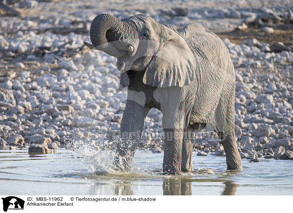 Afrikanischer Elefant / MBS-11962