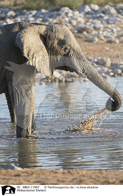 Afrikanischer Elefant / MBS-11967