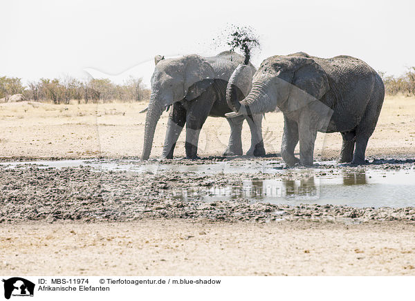 Afrikanische Elefanten / African elephants / MBS-11974