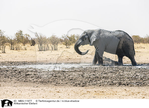 Afrikanischer Elefant / MBS-11977