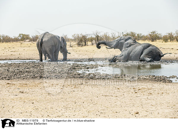 Afrikanische Elefanten / African elephants / MBS-11979