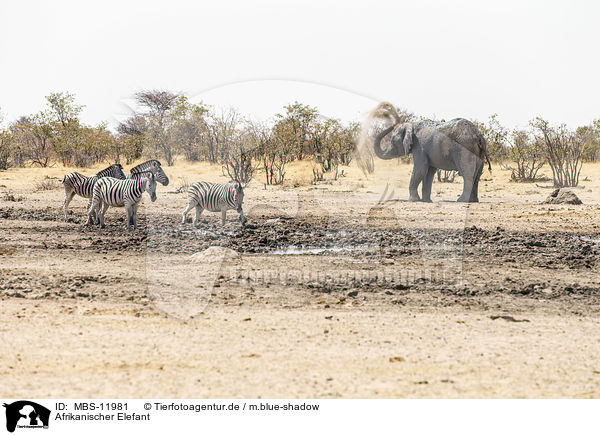 Afrikanischer Elefant / African elephant / MBS-11981