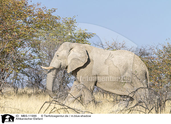 Afrikanischer Elefant / MBS-11986