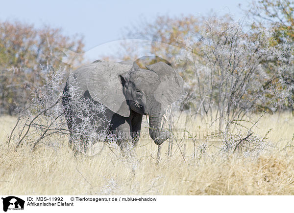 Afrikanischer Elefant / MBS-11992