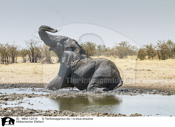 Afrikanischer Elefant / MBS-12016