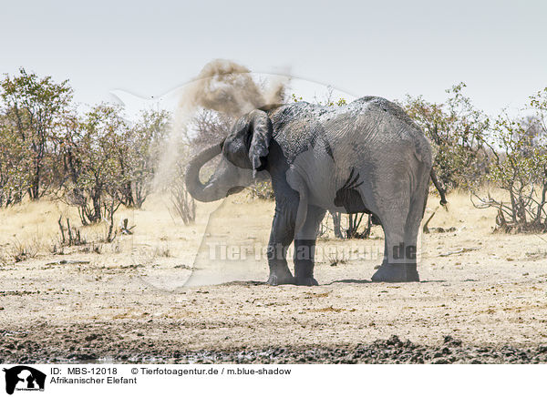 Afrikanischer Elefant / African elephant / MBS-12018