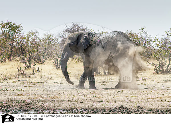 Afrikanischer Elefant / African elephant / MBS-12019