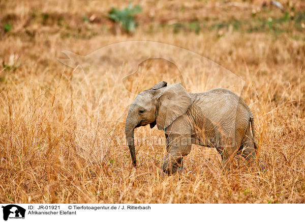Afrikanischer Elefant / JR-01921