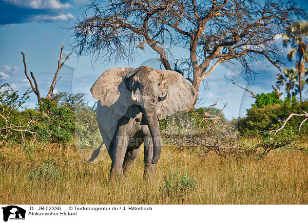 Afrikanischer Elefant / JR-02336
