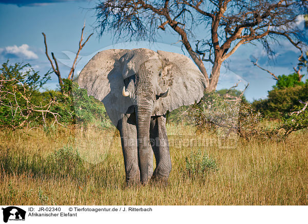 Afrikanischer Elefant / JR-02340