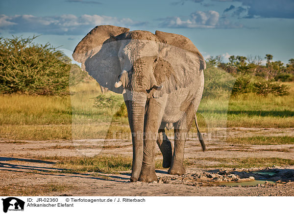 Afrikanischer Elefant / African elephant / JR-02360