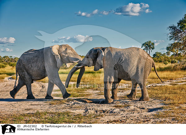 Afrikanische Elefanten / African elephants / JR-02362
