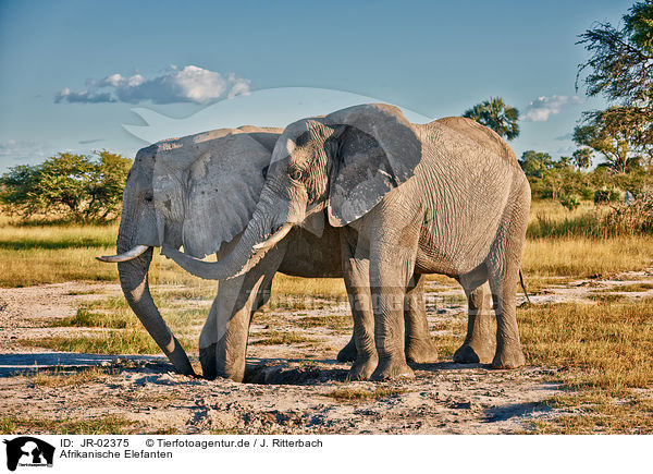 Afrikanische Elefanten / African elephants / JR-02375