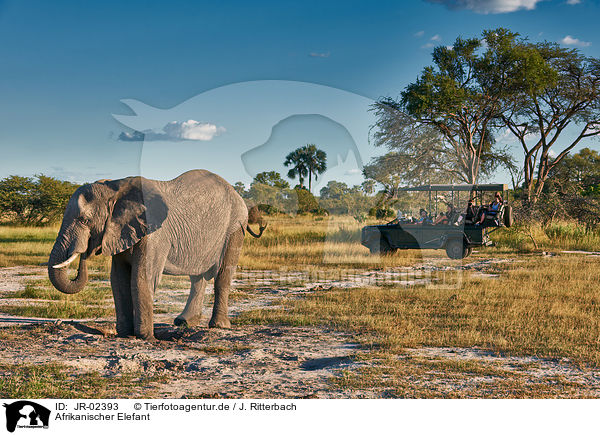 Afrikanischer Elefant / African elephant / JR-02393
