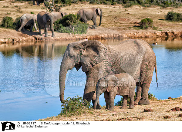 Afrikanische Elefanten / African elephants / JR-02717