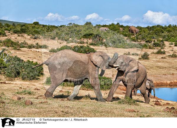 Afrikanische Elefanten / African elephants / JR-02719