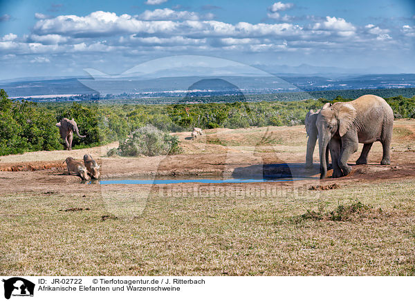 Afrikanische Elefanten und Warzenschweine / African elephants and wart hogs / JR-02722