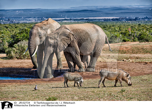 Afrikanische Elefanten und Warzenschweine / African elephants and wart hogs / JR-02734