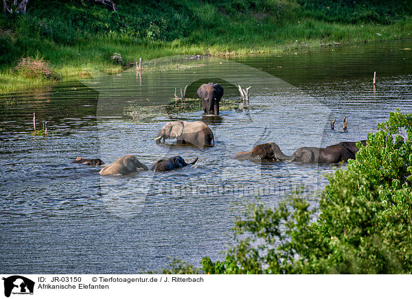 Afrikanische Elefanten / JR-03150
