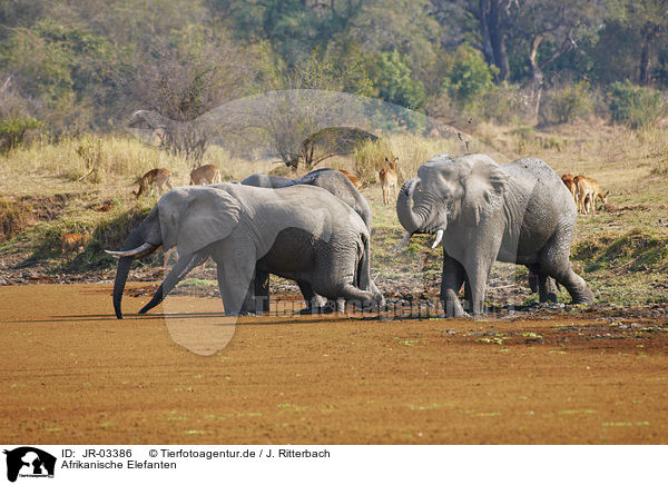Afrikanische Elefanten / JR-03386