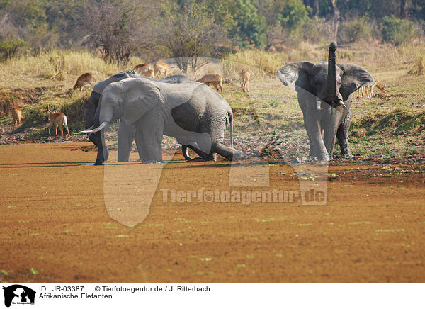 Afrikanische Elefanten / JR-03387