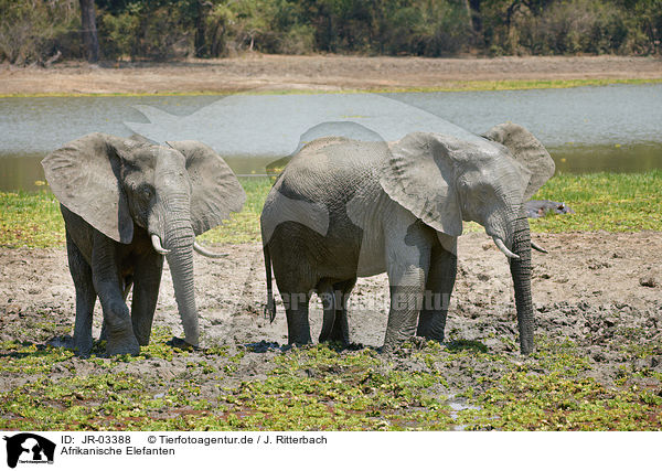Afrikanische Elefanten / JR-03388