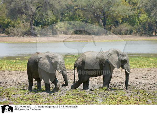 Afrikanische Elefanten / JR-03390