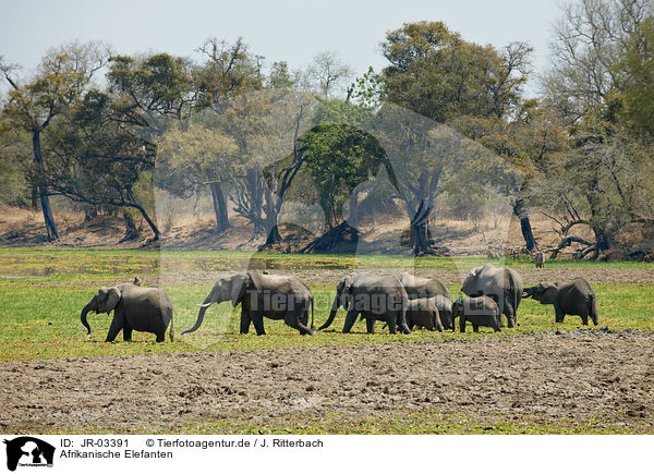Afrikanische Elefanten / JR-03391