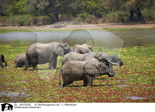 Afrikanische Elefanten / JR-03393