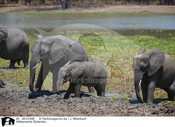 Afrikanische Elefanten / JR-03396